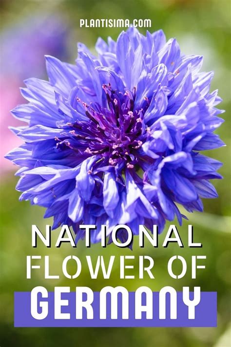 How the Cornflower Became a Beloved National Symbol of Germany