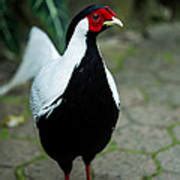 Male Silver pheasant Photograph by Eti Reid - Fine Art America