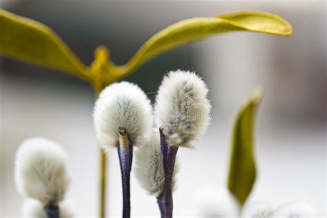 Willow flowers stock photo. Image of botany, blossom - 30827976