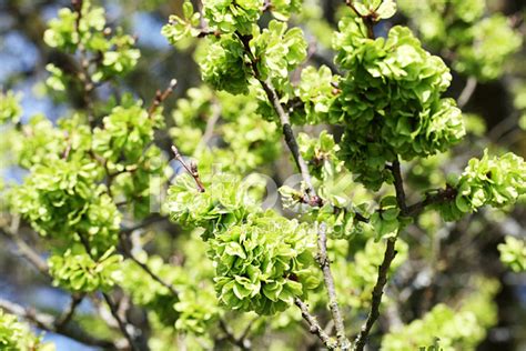 Elm Tree Blossom IN Spring Stock Photos - FreeImages.com