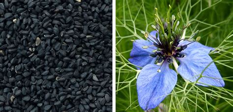 Black cumin seeds - Haleo