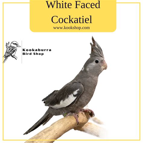 White Faced Cockatiel