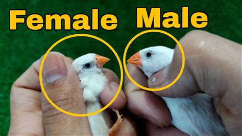 How to identify gender in white zebra finch || How to identify male female in white zebra finch ...