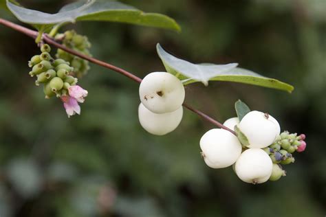 The Common Snowberry: A Shrub With White Fruit | Organic horticulture, Garden shrubs, Shrubs