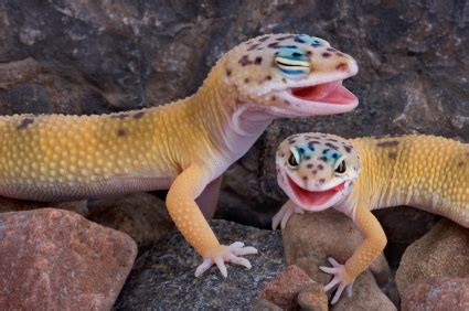 Leopard Gecko Eye Problem - Reptiles Magazine