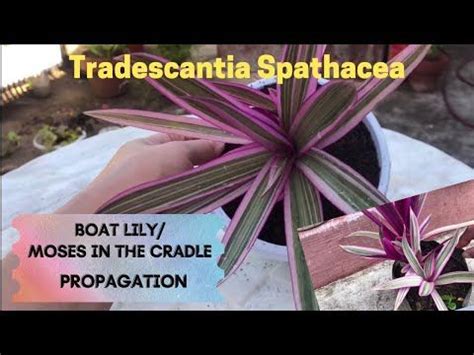 Boat Lily/ Oyster Plant/Tradescantia Spathacea/How to Propagate ️SELF ...