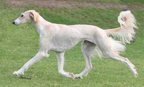 The Saluki dog appearance | Уиппет, Борзые, Борзая