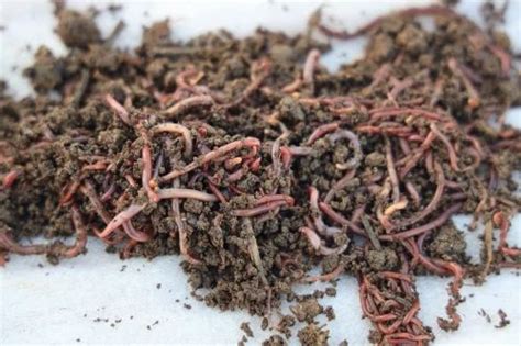 Eisenia fetida Live Earthworms For Composting, Crate at Rs 130/kg in Hodal