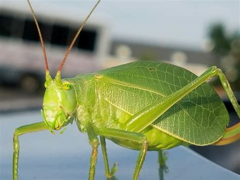 Maryland Biodiversity Project - Common True Katydid (Pterophylla camellifolia)