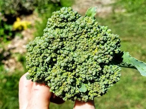 Broccoli 'Calabrese' Seeds (Certified Organic) | Garden Hoard ...