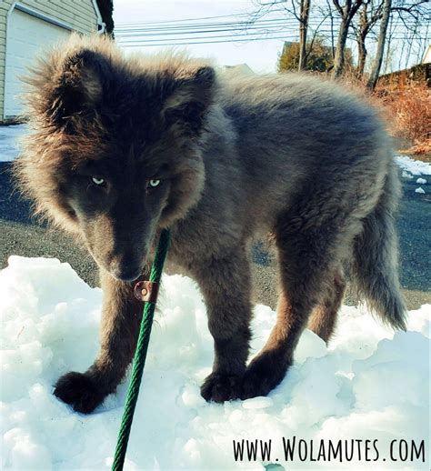 RARE PET WOLF DOG in 2020 | Pet wolf, Wolf dog, Wolf hybrid