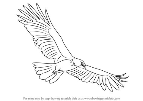 Flying Eagle Pencil Drawing at GetDrawings | Free download