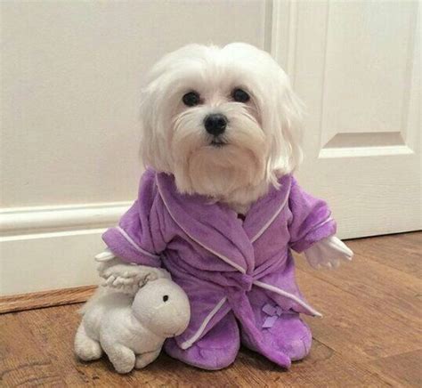 29 best Maltese Dog Outfits images on Pinterest | Doggies, Cute dogs and Dog cat