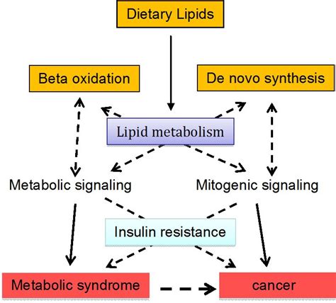 Lipid Metabolism, Metabolic Syndrome, and Cancer | IntechOpen