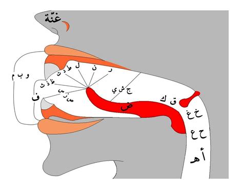 مخارج الحروف | How to read quran, Quran arabic, Learn quran