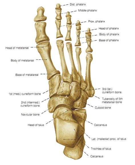 Bones In Foot - Hottie Fuck