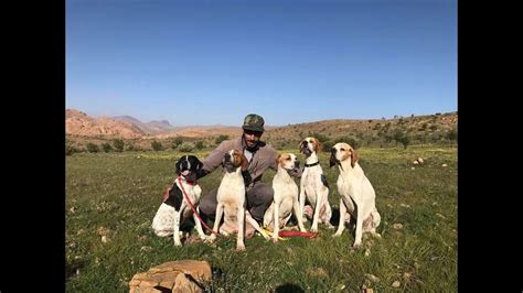 the best english pointer training - YouTube