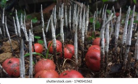 Species Fungi Constitute Large Group Heterotrophic Stock Photo 1740541562 | Shutterstock