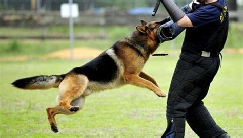 6 Best Dog Breeds For Security