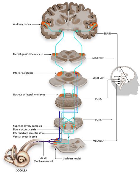 Auditory Pathways to the Brain – Introduction to Sensation and Perception