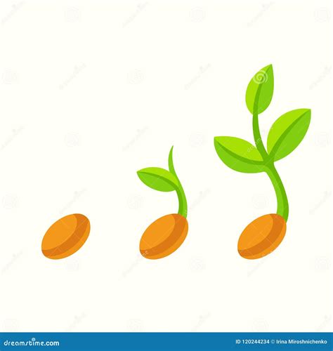 Seed Germination Clip Art