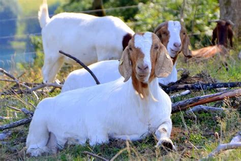 How to Start Goat Farming from Scratch: A Complete Guide for Beginners