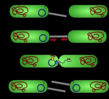 BACTERIAL MORPHOLOGY CONTD...