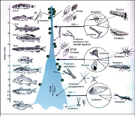 Figure 3 from Scale, Ecological Fallacy, and the River Continuum ...