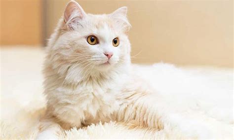 Razas de gato: ¿En qué se diferencian un gato angora y un persa?