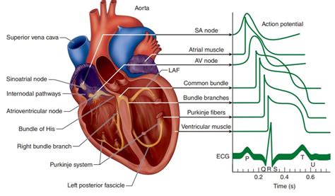 Cardiac Action Potentials