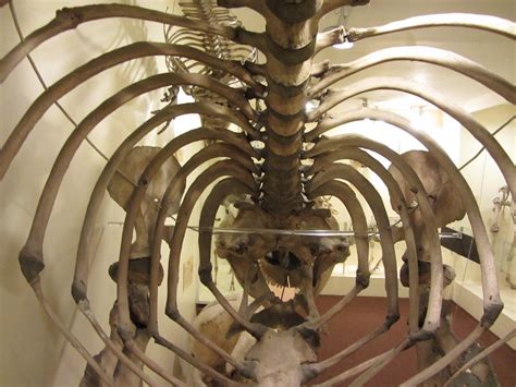 Inside a Killer whale skeleton | Exhibits within the Booth m… | Flickr