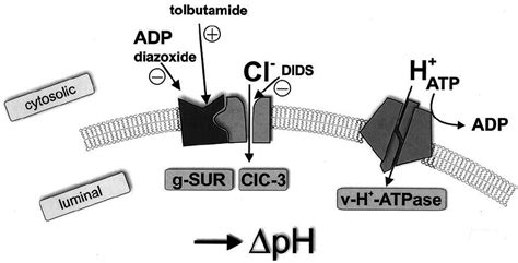 Model for the sulfonylurea-mediated stimulation of Ca 2 ؉ -dependent ...