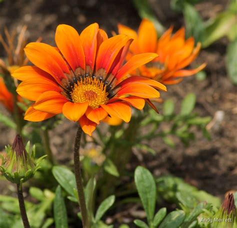 "Orange African Daisy" by Andy Merrett | Redbubble