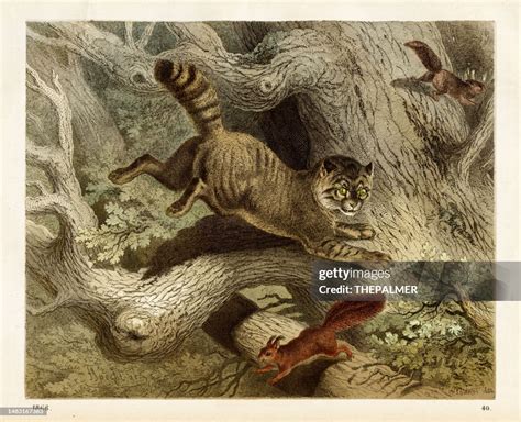 Wildcat Chasing Squirrels Chromolithograph 1868 High-Res Vector Graphic ...