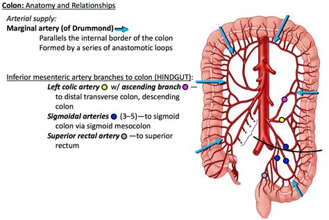 Sigmoid Anatomy - Anatomical Charts & Posters