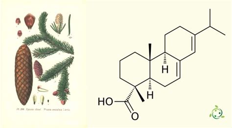 Abietic acid: chemical formula, properties, natural extraction ...