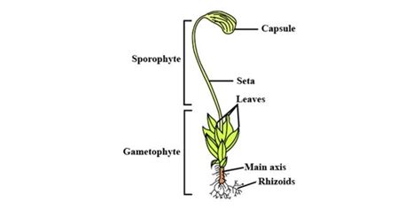 Funaria — Classification, Morphology, Reproduction, Life Cycle