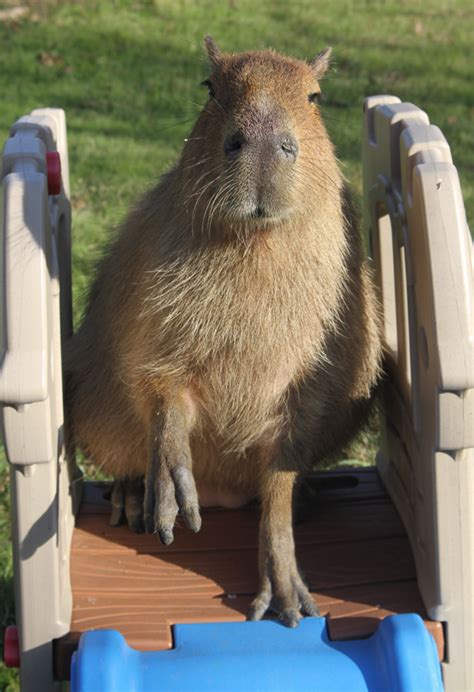 Capybara Photo-of-the-Day, July 10th is Capybara Appreciation Day, also known...