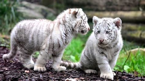 Two white tiger cubs in Lahore Zoo likely died of Covid-19, officials say | Pakistan Today