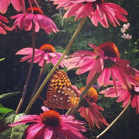 Wife, Mother, Gardener: Butterfly on Purple Coneflower, Echinacea purpurea