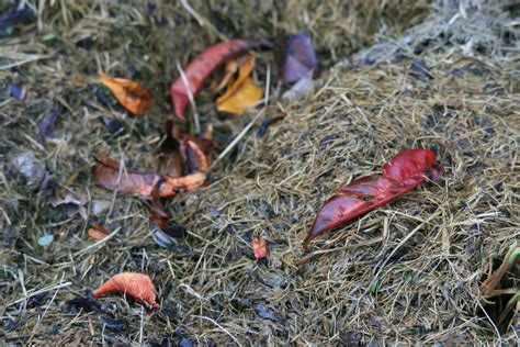 Autumn Leaves On Compost Free Stock Photo - Public Domain Pictures