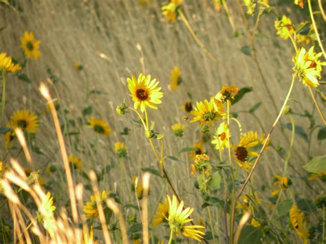 Wild Sunflowers in Field by Amybesse on DeviantArt