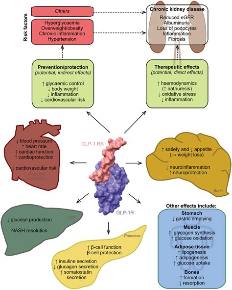 The potential of GLP-1 receptor agonists in type 2 diabetes and chronic ...