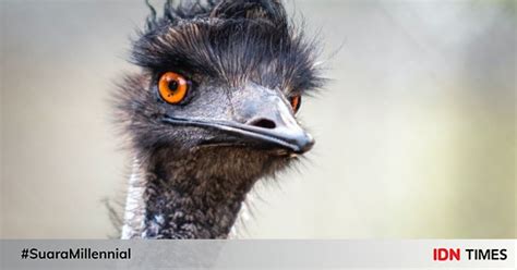 7 Fakta Unik Burung Emu, Burung Raksasa Bersayap Mini