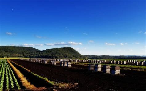 Onion Harvest, Pine Island, NY Photograph by Lewis Mengersen