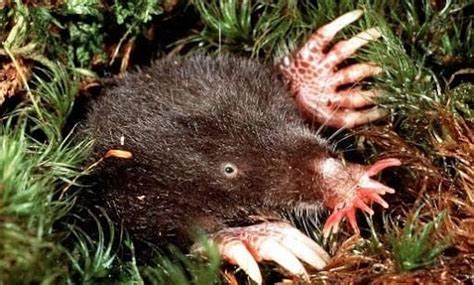 Inside the strange life of the star mole, the world’s fastest predator - FLEURI.INFO