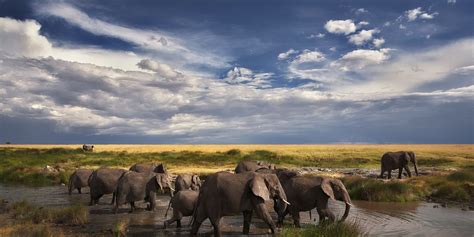 Maasai Mara National Reserve | Kenya Safaris | Yellow Zebra Safaris