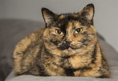 100+ Tortoiseshell Cat Names - PetMag