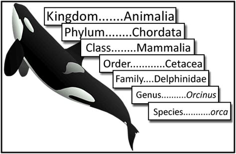 How To Explain Taxonomy