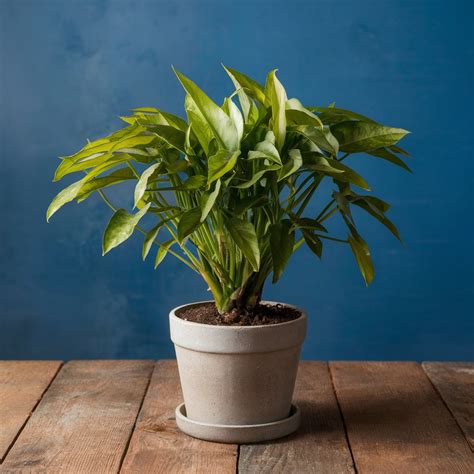 Money Plant - Manolata